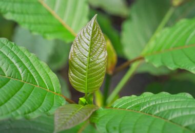 Super Indo Kratom, from Indonesia, is known for its well-balanced benefits.