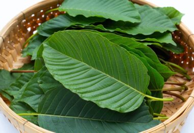Kratom Legality in Tennessee