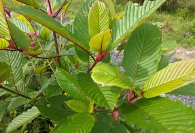 "Red" in Red Hulu Kapuas kratom refers to the vein color of the harvested leaves.