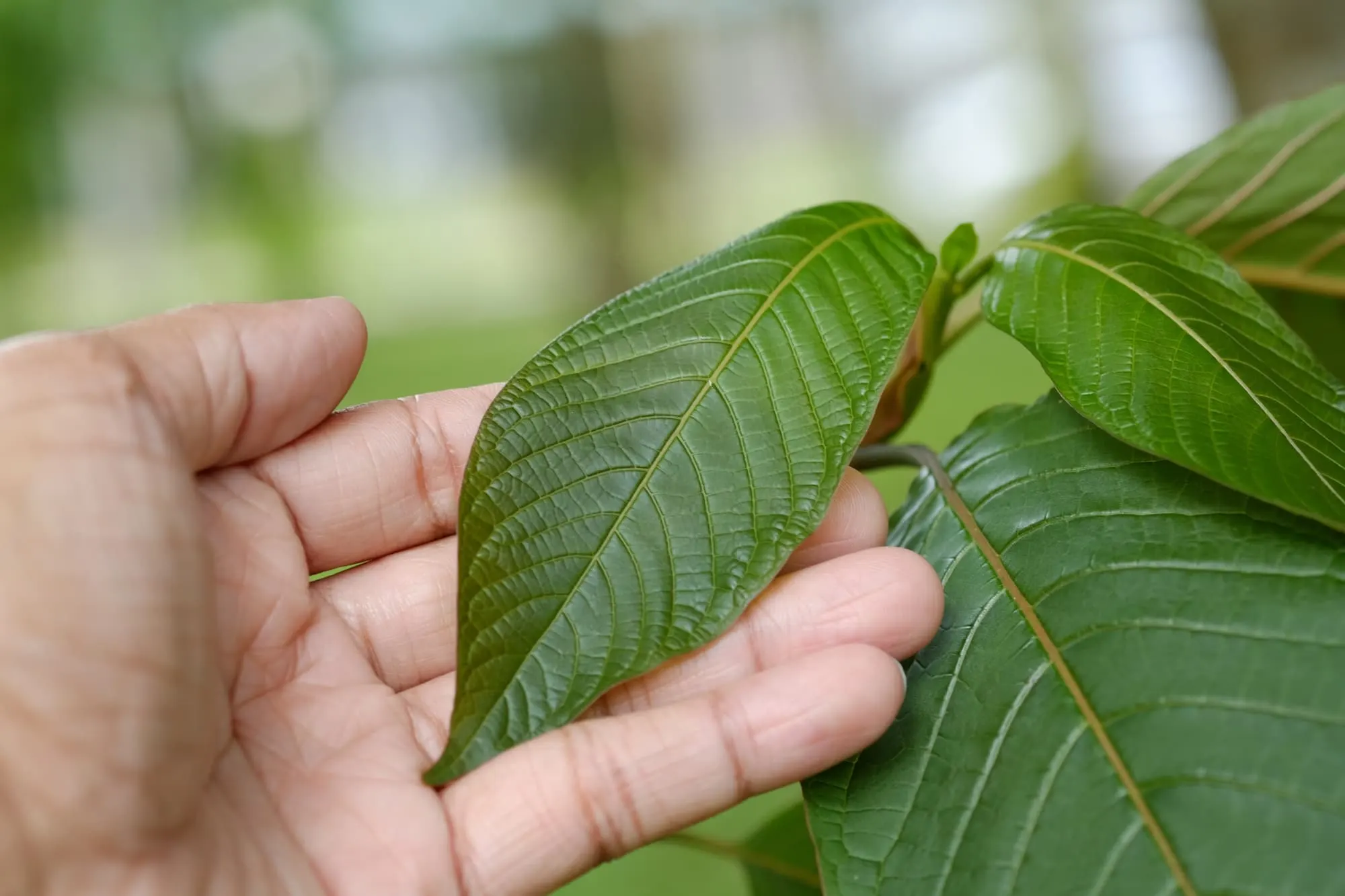 Is Kratom Legal In New Hampshire?
