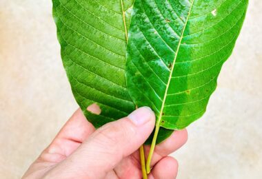 What to know about kratom