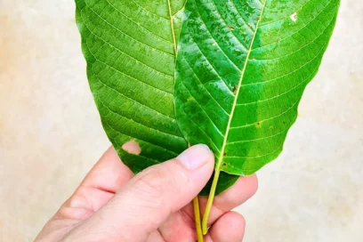 What to know about kratom
