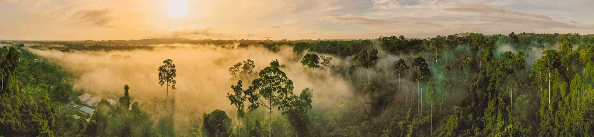 image of borneo rainforest
