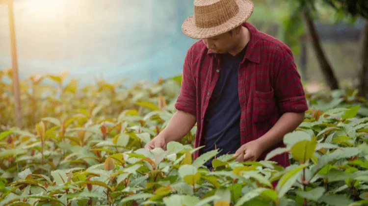 how to grow kratom from kratom seeds