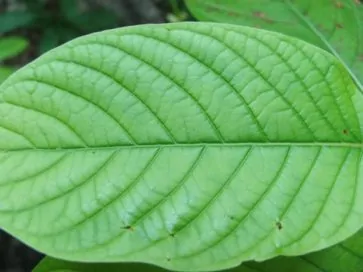 Closeup of Green vein kratom