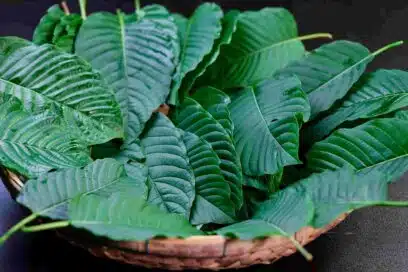 Basket full of green vein kratom leaves
