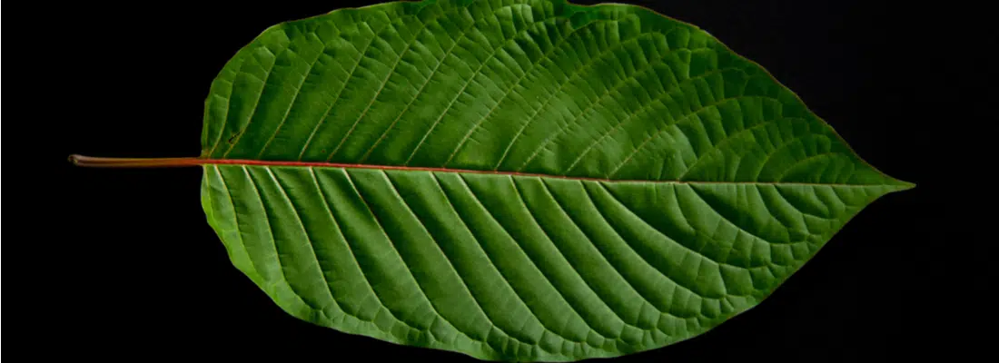 Kratom-Leaf
