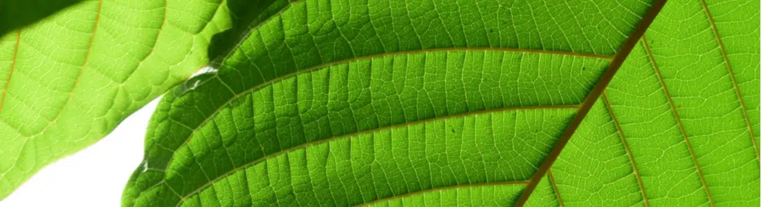 Kratom-leaf-closeup