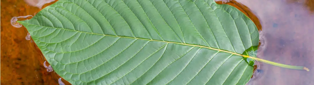 Gold-Reserve-Kratom-leaves