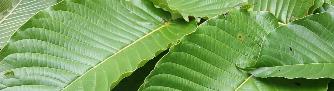 Kratom-leaves