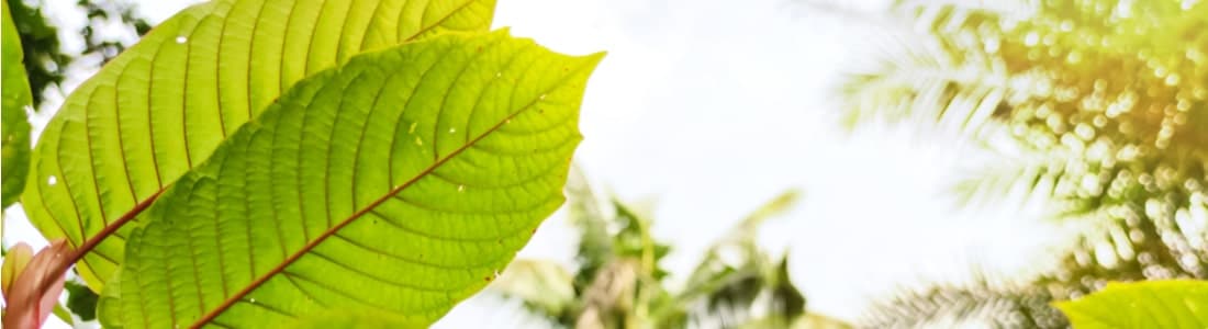 Kratom-leaves