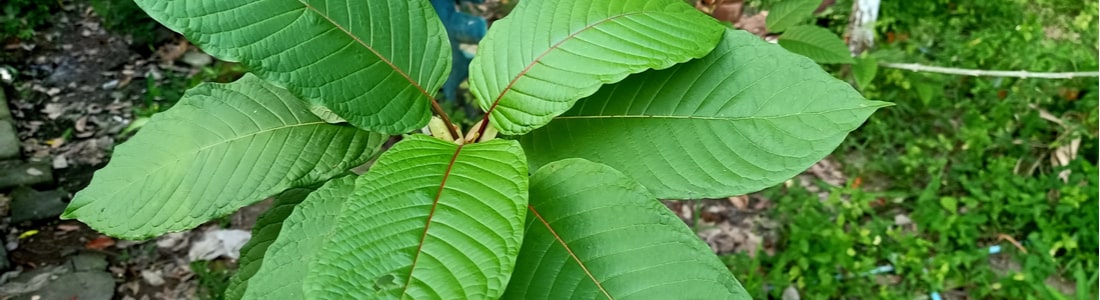 Kratom-leaves