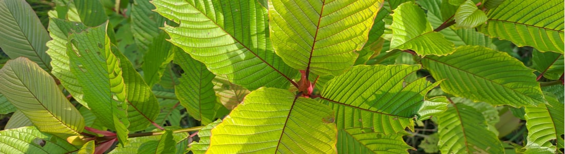 Kratom-leaves