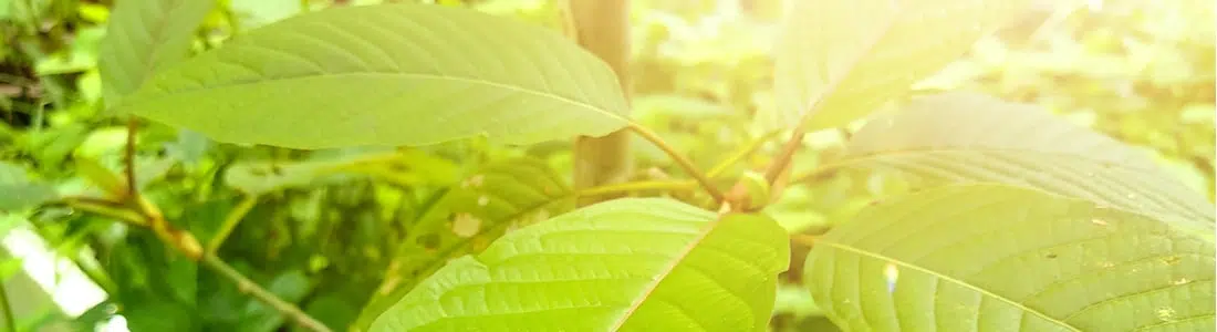 Kratom-leaves-in-sunlight