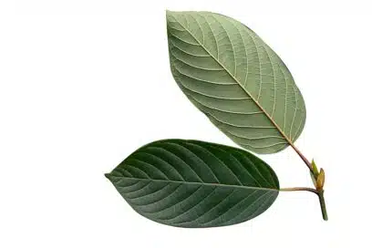 Kratom leaves showing their stem and veins