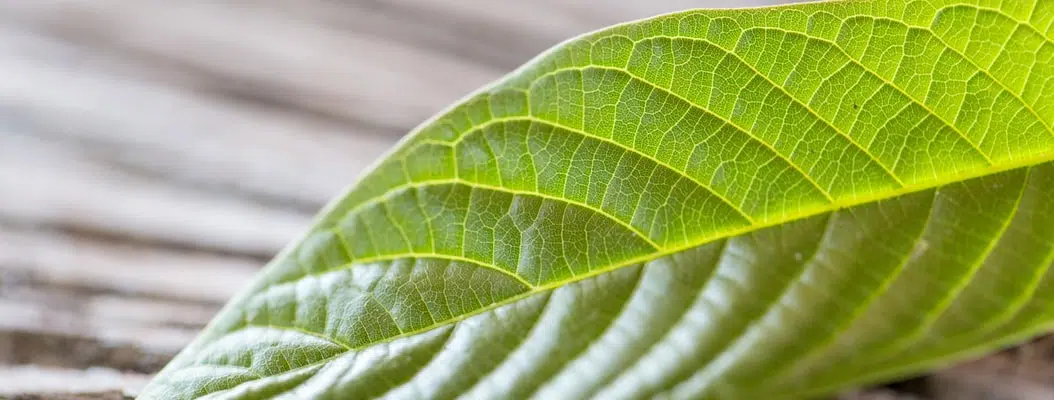 Kratom leaf on a wooden table surface