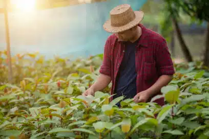 Organic kratom farmer tending to plants