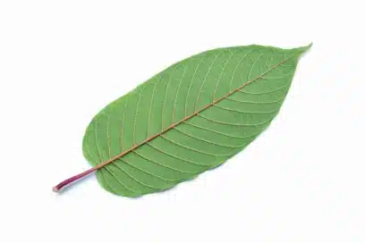 Single kratom leaf with red vein
