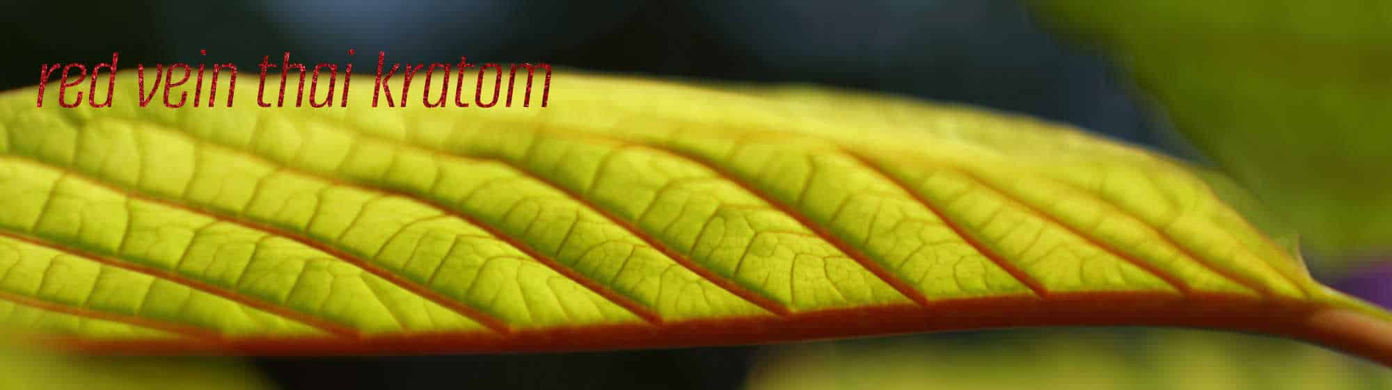 image of red vein thai kratom leaf