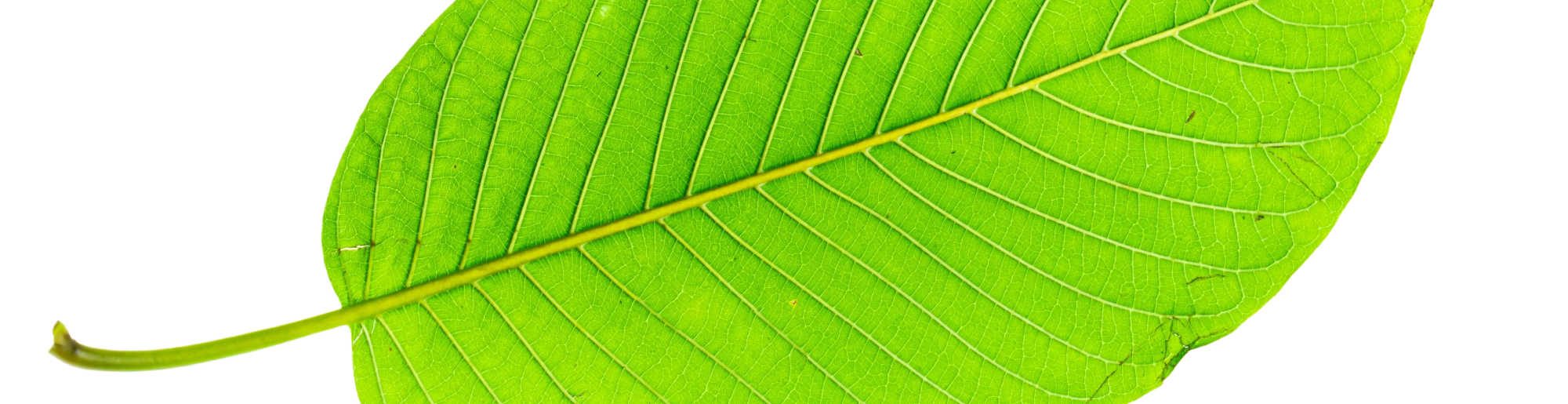 image of green vein kratom leaf