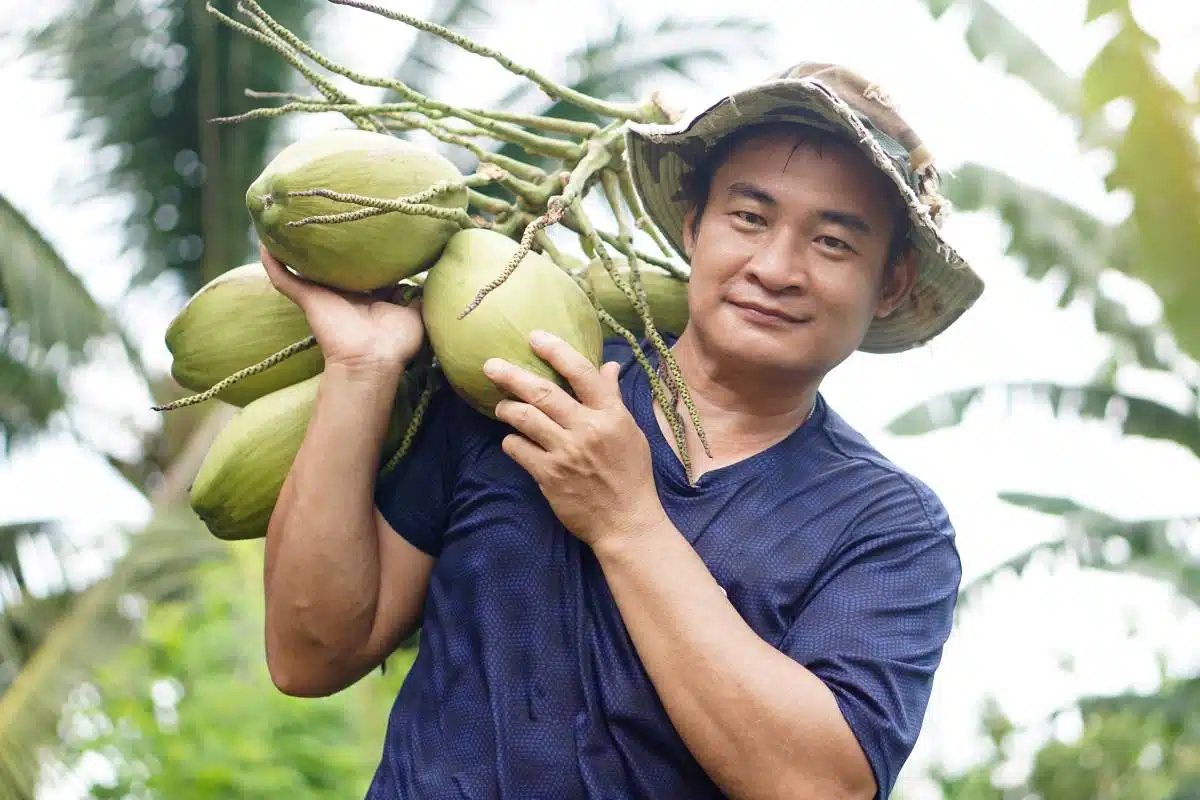 Thai farmer carrying a bunch of coconuts