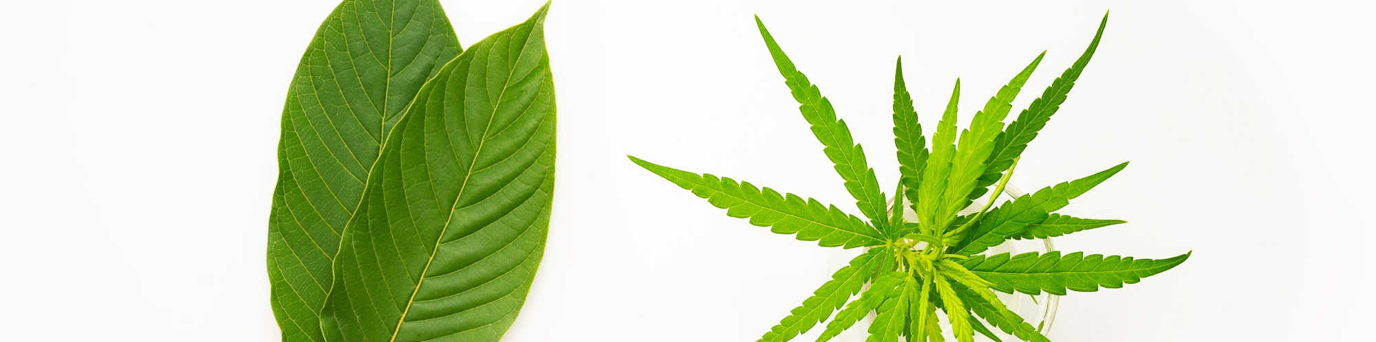 image of cbd kratom