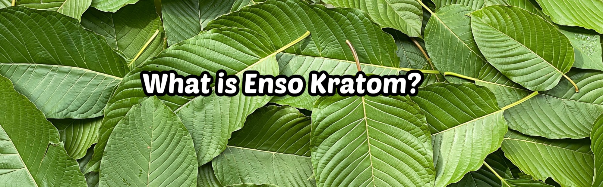 image of what is enso kratom