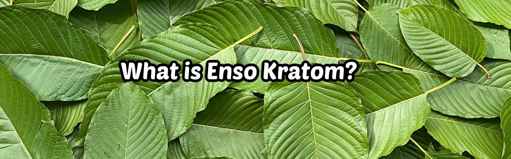 What is enso kratom? banner with green leaves in background