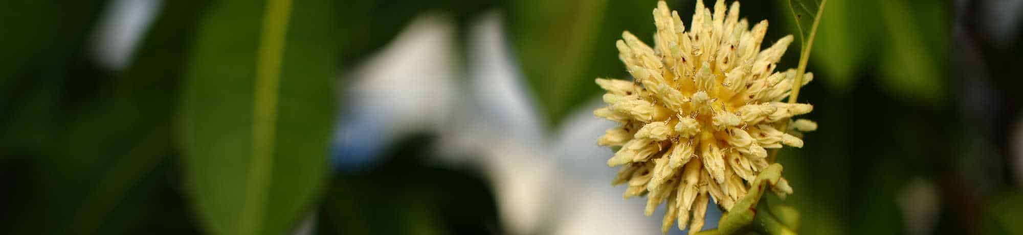 image of kratom flower