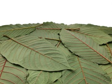 Image of kratom
