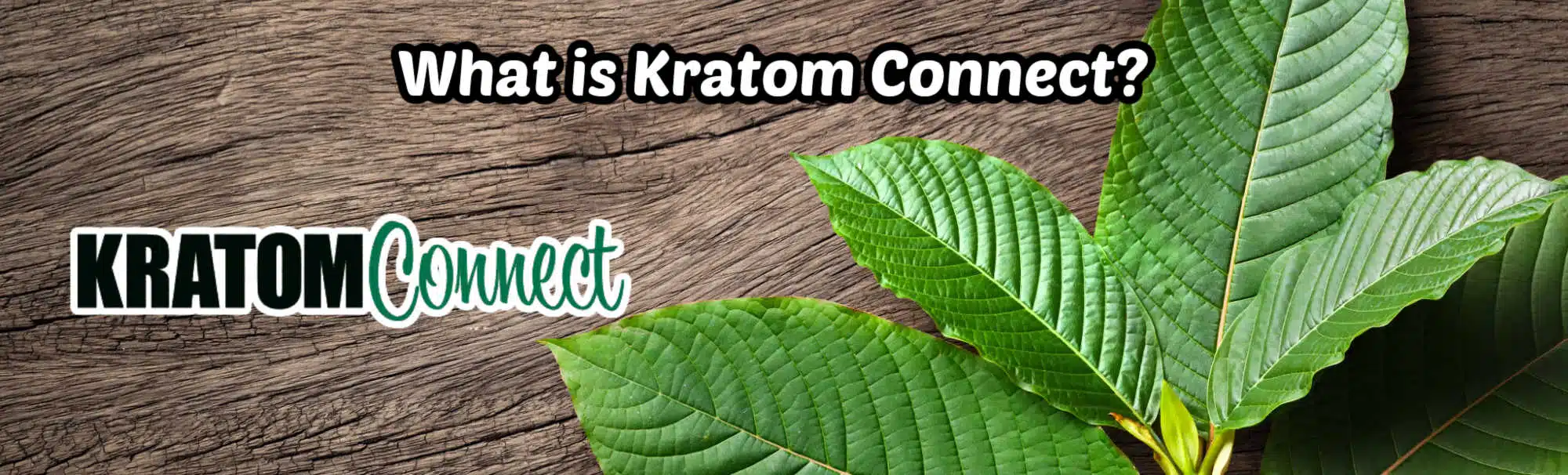 image of what is kratom connect