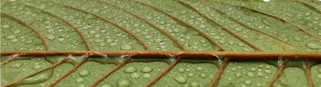 Kratom-leaf