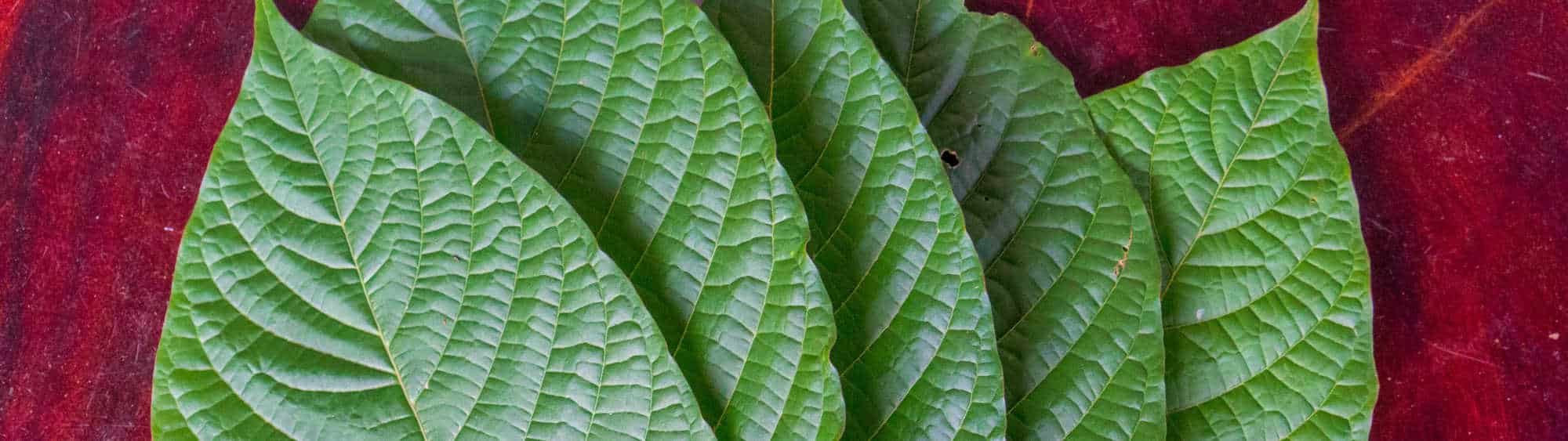 image of kratom leaves 