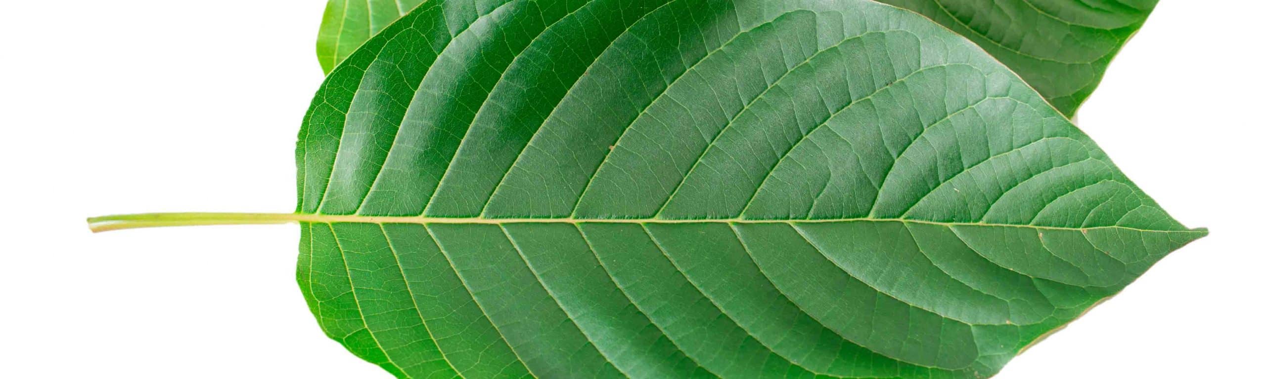 image of kratom leaves