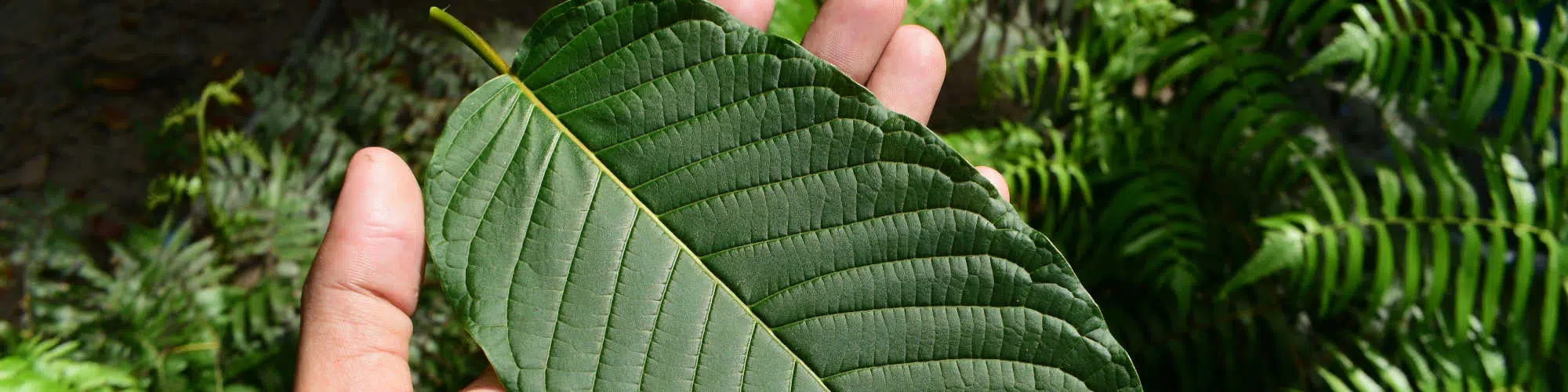 Kratom tree leaf