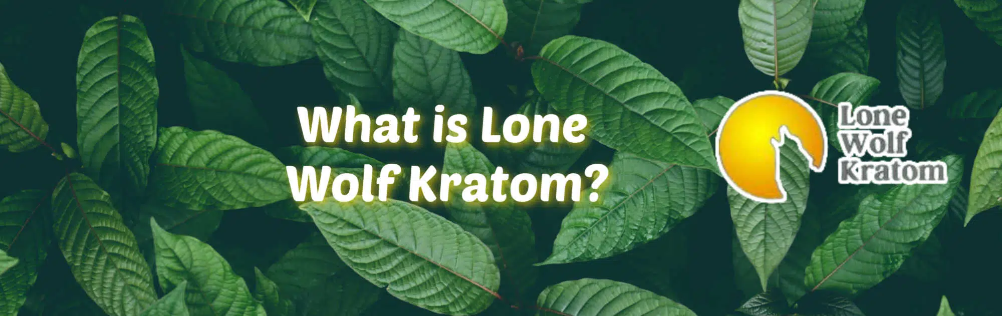 "What is lone wolf kratom?" banner