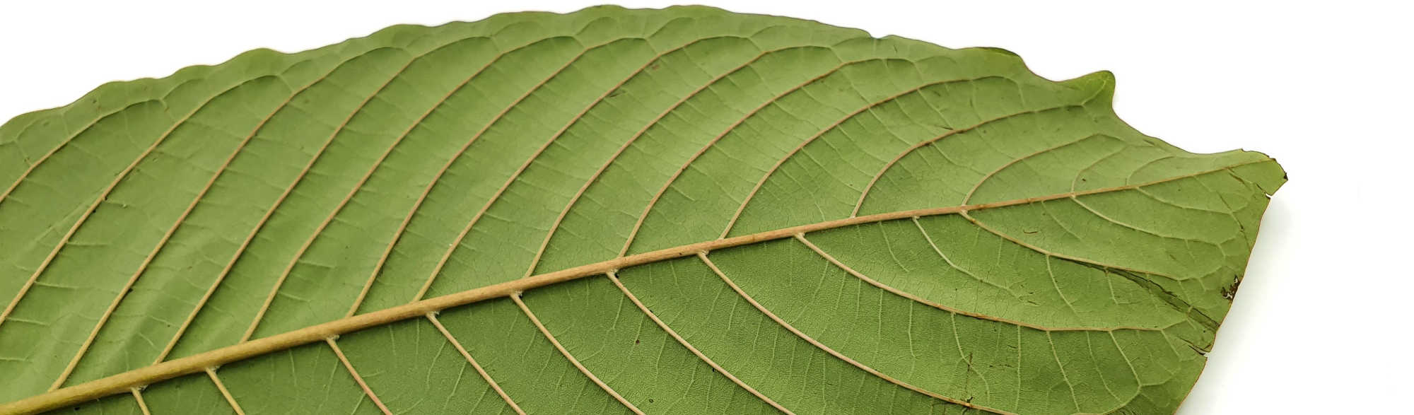image of mucho kratom leaf