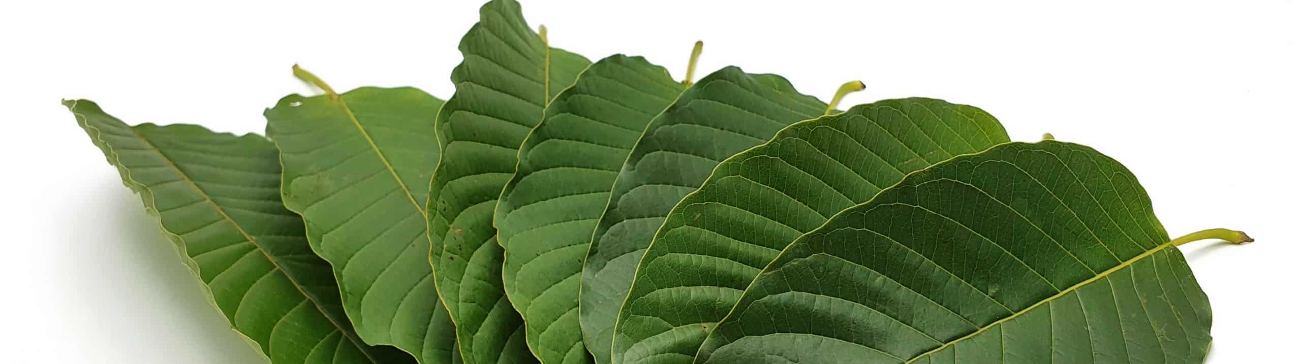image of sacred plant life kratom leaves