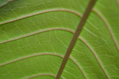 close up of Kratom leaf