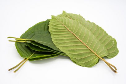 Kratom leaves on white background