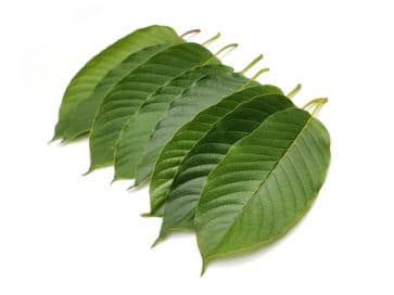 Kratom leaves
