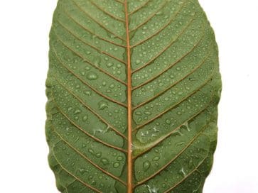 Kratom leaf