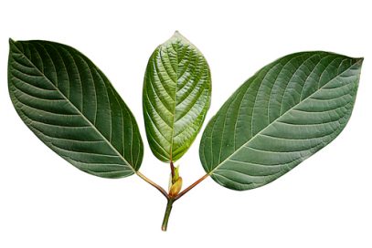 Kratom