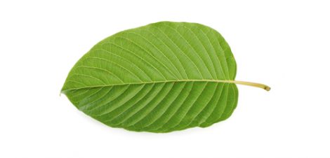 image of kratom leaf