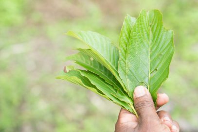 Kratom leaves are legal to buy in Colorado.