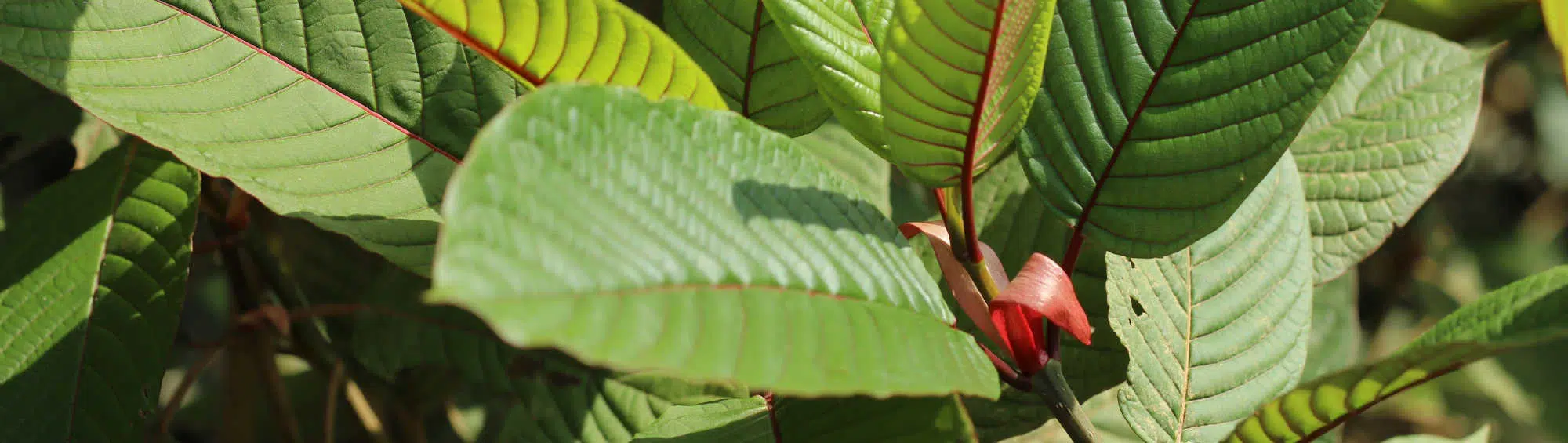 image of kratom leaf