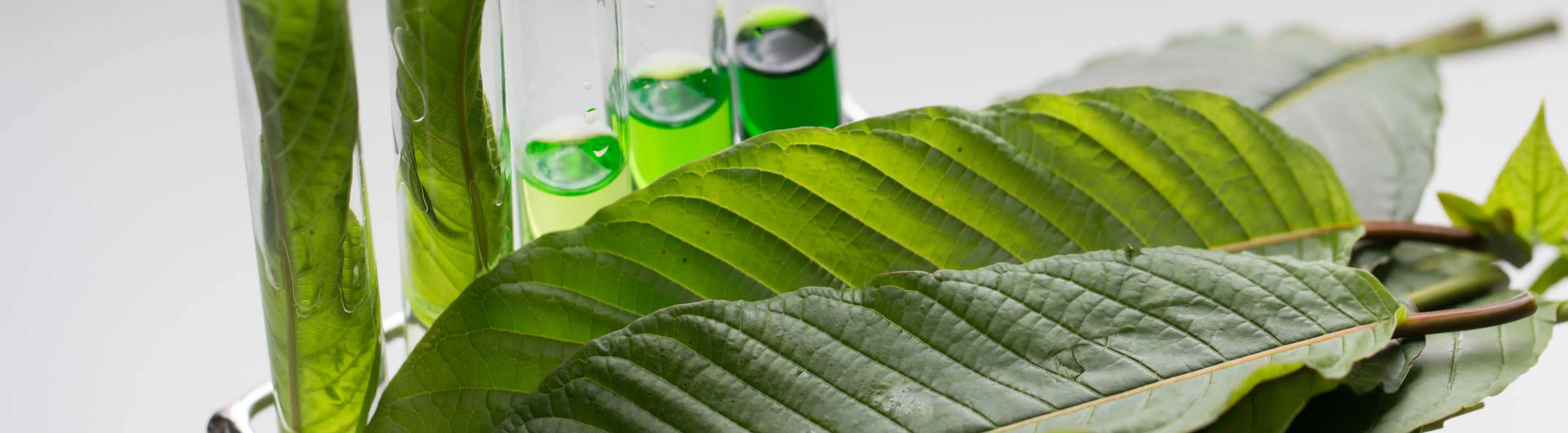 Kratom leaves and extract in test tubes